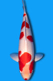 Kohaku (ID0088 B2)