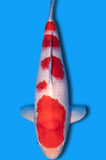 Kohaku (ID0200 B2)